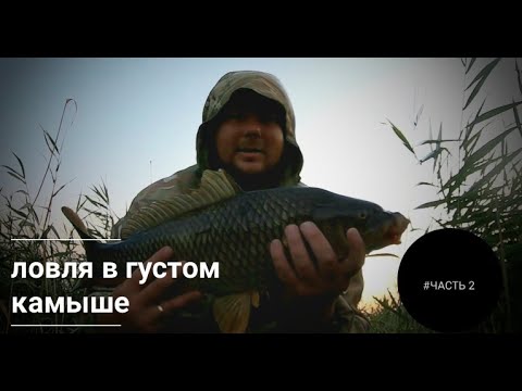 Видео: Карп в густом камыше. Готовим окна для ловли. (оз. Урефты)