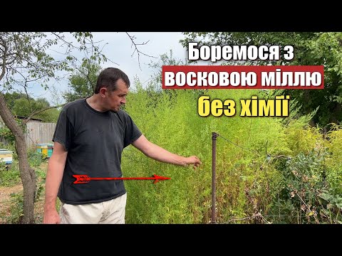 Видео: Чудовий природній засіб від воскової молі і кліща