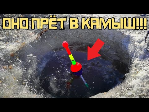 Видео: НАРВАЛСЯ НА УЖАС! Закинул поплавок в СТАРУЮ ЛУНКУ и ПОНЕСЛАСЬ! Рыбалка 2025.