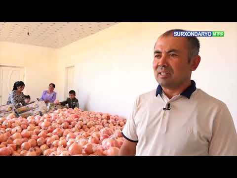 Видео: Шеробод анорлари туманнинг брендига айланди десак янглишмаган бўламиз.