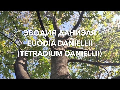 Видео: Эводия Даниэля | Evodia Danielii | ПчелоСад