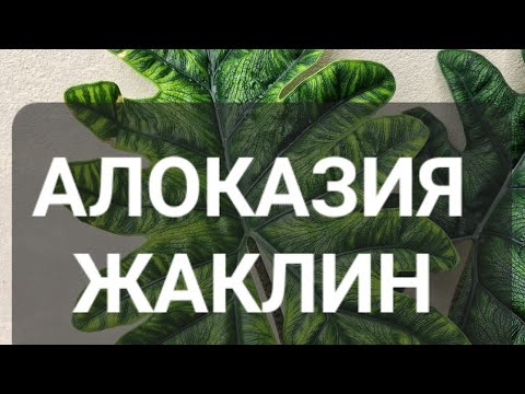 Видео: Алоказия Жаклин посадка уход