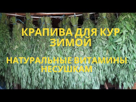 Видео: Крапива для кур - натуральные витамины несушкам зимой