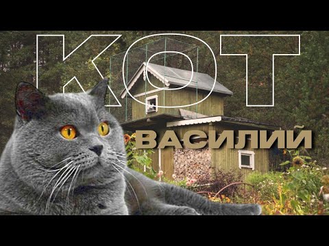 Видео: Британская короткошёрстная кошка