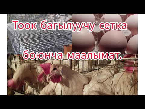 Видео: 1 Комплект сетка Узун туурасы.#птицеводство#жумуртка#куры#тоок#несушка#несушка#баткен#цыплята#