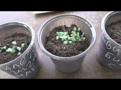 Видео: Как я вырастил аквилегию из семян