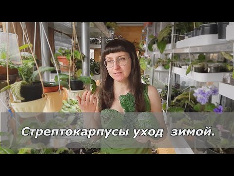 Видео: Стрептокарпусы зимой