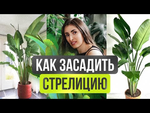 Видео: Как ВЫРАСТИТЬ большую и красивую СТРЕЛИЦИЮ в домашних условиях #стрелиция #комнатныерастения