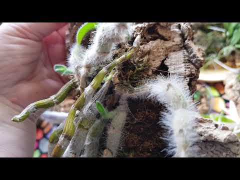 Видео: Орхидеи на блоках в квартире.