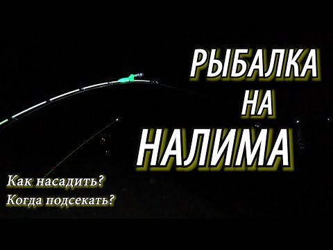 Видео: НОГИ УСТАЛИ БЕГАТЬ ОТ ТАКОГО КЛЕВА! ПОПАЛ НА ТРОПУ! ВЫХОД НАЛИМА ВЕЧЕРОМ! Рыбалка на налима осенью