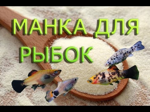 Видео: Кормим рыбок манкой