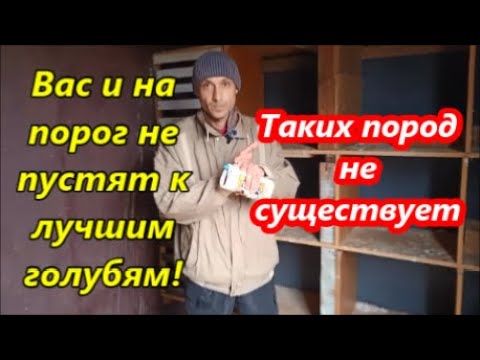 Видео: Голубеводство. Как вы относитесь к голубям привезённым на ярмарки и выставки? Стоит их покупать?