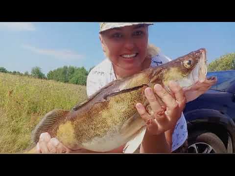 Видео: Двое в лодке, не считая собаки.