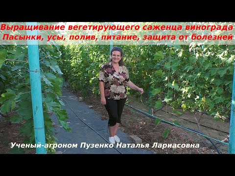 Видео: Выращивание молодых саженцев винограда - удобрение, полив, пасынки, защита  от болезней (Пузенко Н.)
