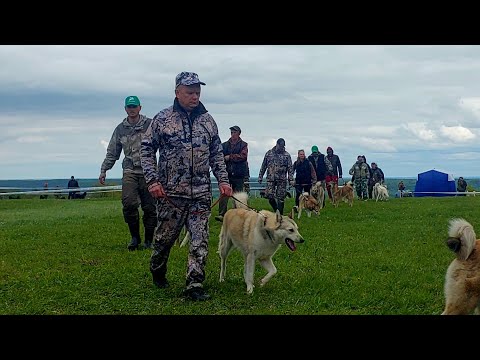 Видео: Ринг Волчана/Средняя группа/