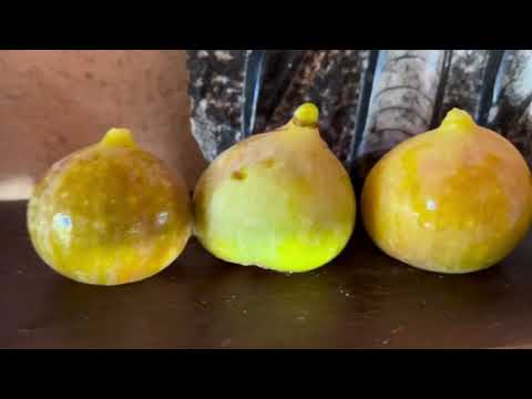 Видео: Ficus Carica. Figs. Инжир во Франции. Видео от 2 сентября. PRimada,  GRainbow, Ali-Al +общий  обзор.