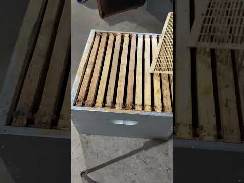 Видео: Решітки калічать бджіл !