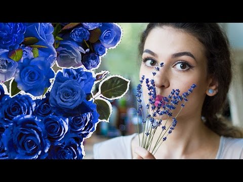 Видео: История лаванды в парфюмерии! Факты о лаванде в ароматах ♥ Anisia Beauty