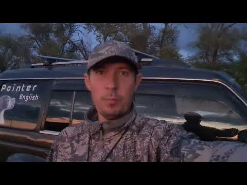 Видео: Охота на перепела с легавыми (Английский пойнтер)