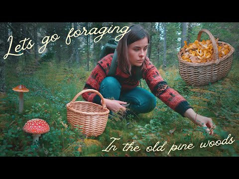 Видео: Сбор грибов осенью на севере Швеции