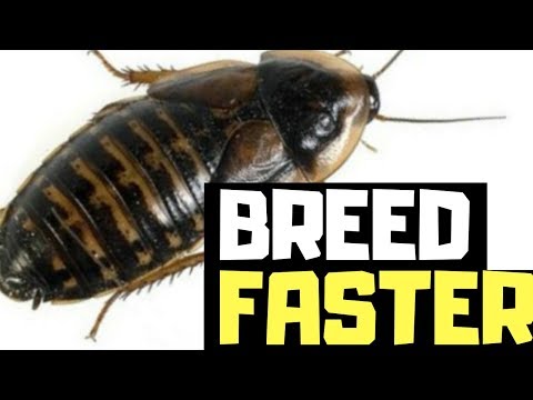 Видео: Как быстрее вывести тараканов Дубия