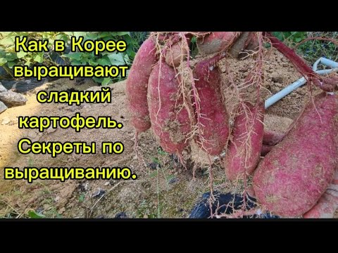 Видео: Как в Корее выращивают батат #жизньвюжнойкорее #жизньвдеревне #батат