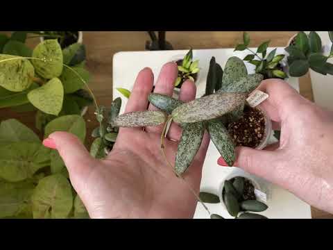 Видео: Хойи . Новинки.