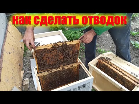 Видео: Однорамочные отводки. Как сделать отводок пчел на одну рамку. Формирование отводков пчел.