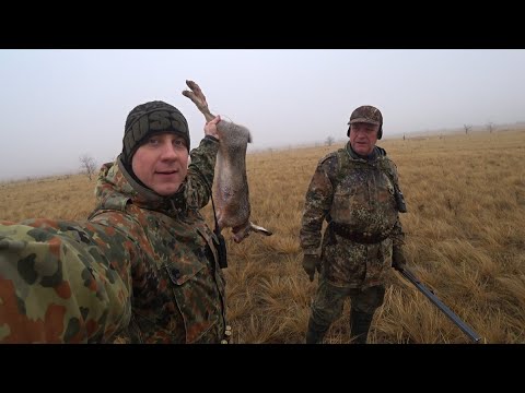 Видео: ОХОТА на ЗАЙЦА в туман! Снова НАШЁЛ ЗАЙЦА! Hare hunting.#охотаназайцапочернотропу #охотаназайца