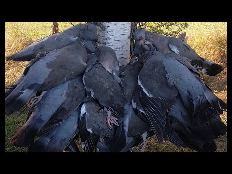 Видео: ОТКРЫТИЕ 2021. Охота на вяхиря, рапсовое поле. Wood pigeon hunt.