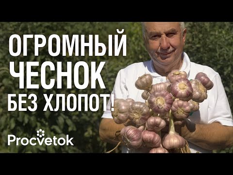 Видео: НЕ ОПОЗДАЙТЕ С ПОСАДКОЙ ЧЕСНОКА ОСЕНЬЮ! Лучший день для посадки и что обязательно положить в лунку
