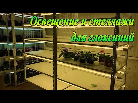 Видео: Освещение и стеллажи для глоксиний