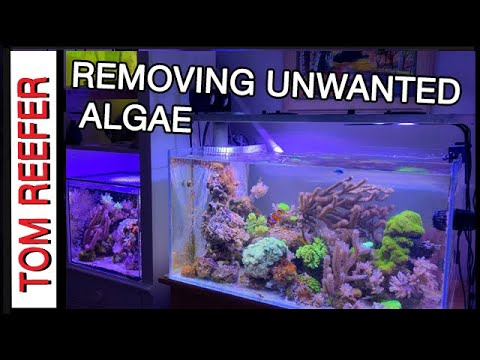 Видео: Рифовый аквариум (САМЫЙ БЫСТРЫЙ СПОСОБ ИЗБАВИТЬСЯ ОТ ВОДОРОСЛЕЙ)