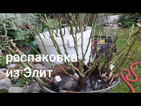 Видео: 11.09.25# посылка из питомника Элит