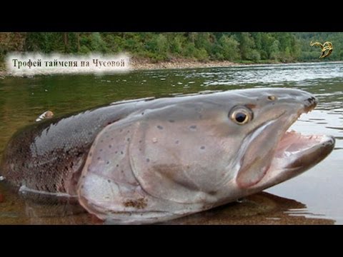 Видео: РР 3.7.4 Готовимся к турниру МВ на Чусовой_2