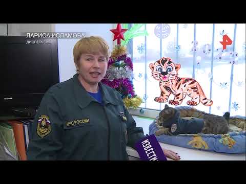 Видео: Пожарный кот Семен