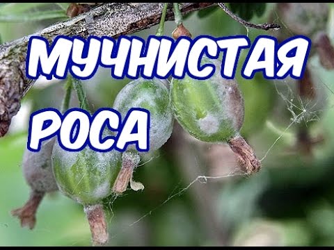 Видео: Мучнистая роса  (Методы борьбы и профилактика)