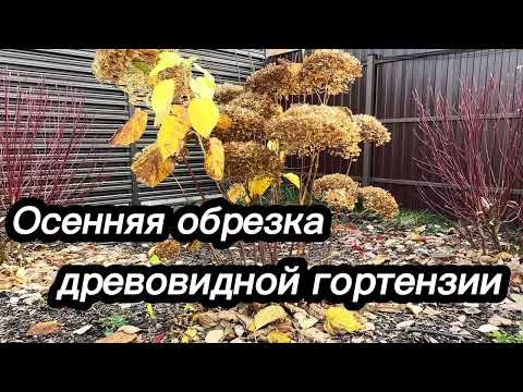 Видео: Осенняя обрезка древовидной гортензии