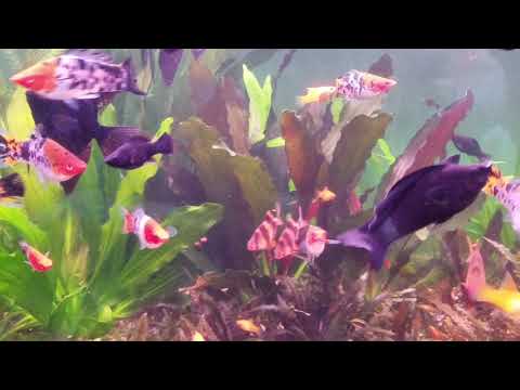 Видео: В гостях у Валерия( часть 3)