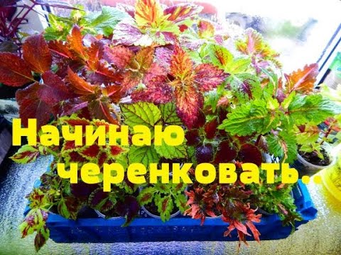 Видео: МОИ КОЛЕУСЫ...ПЕРВОЕ ЧЕРЕНКОВАНИЕ..