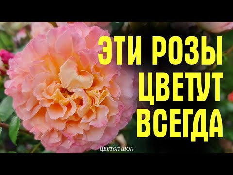 Видео: Эти РОЗЫ ЦВЕТУТ ВСЕГДА! Сад после ливня. Обзор устойчивых и неприхотливых роз