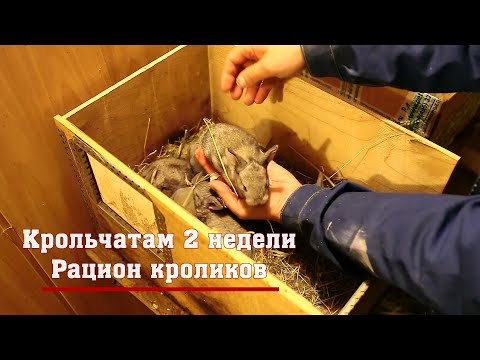 Видео: Крольчатам 2 недели. Рацион кроликов