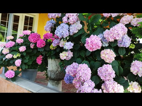 Видео: Крупнолистная гортензия.2023г.