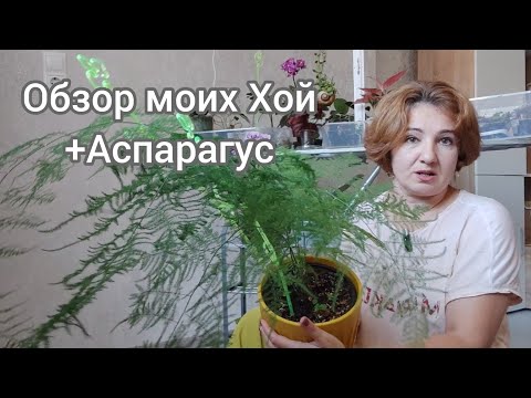 Видео: Не поддалась искушению! Что осталось от моей коллекции Хой. Мой аспарагус.
