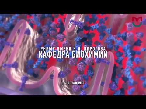 Видео: Общий путь катаболизма 1 часть