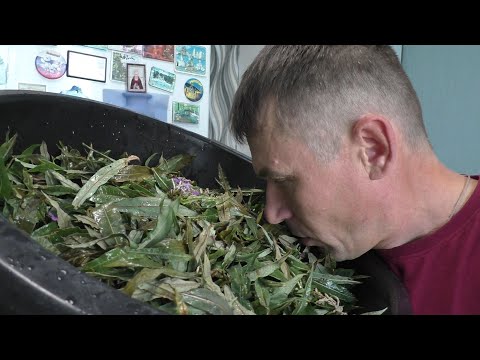 Видео: ИВАН ЧАЙ. Ферментация иван-чая! ВСЁ ОЧЕНЬ ПРОСТО!