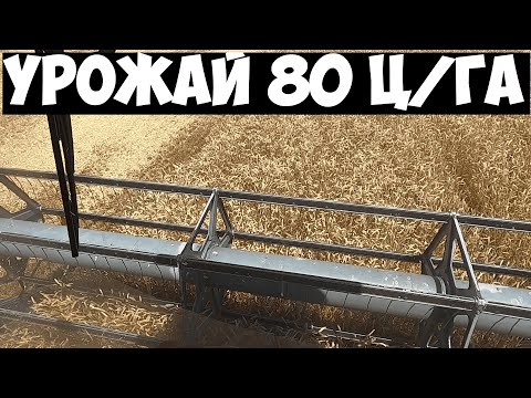 Видео: Уборка озимой пшеницы 2024 | 80 ц/га !!! | Рекордный урожай в РО