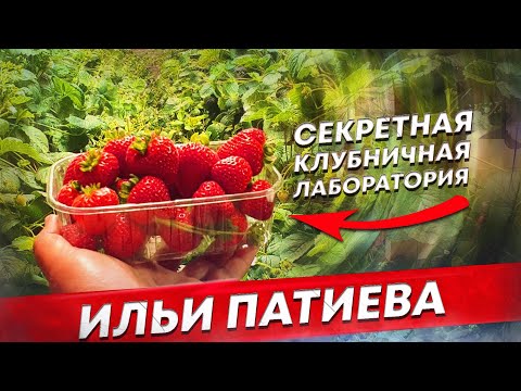 Видео: Как вырастить клубнику зимой.