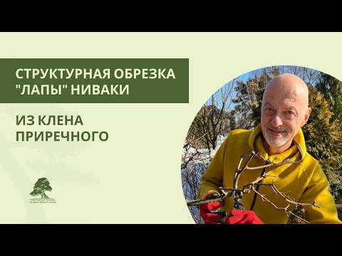 Видео: Обрезка «лапы» ниваки из клёна