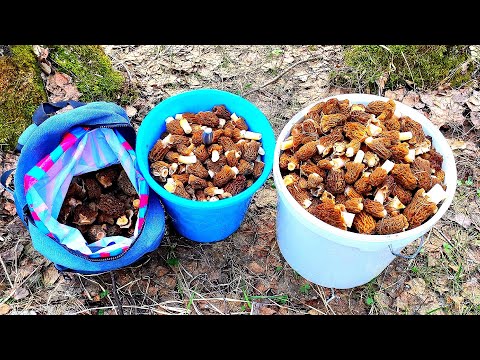 Видео: ОГРОМНЫЕ ПОЛЯНЫ СМОРЧКОВОЙ ШАПОЧКИ! Лес полон грибов, а грибник полон счастья! Весенние грибы 2023!